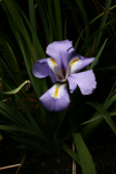 Iris unguicularis RCP3-10 046.jpg